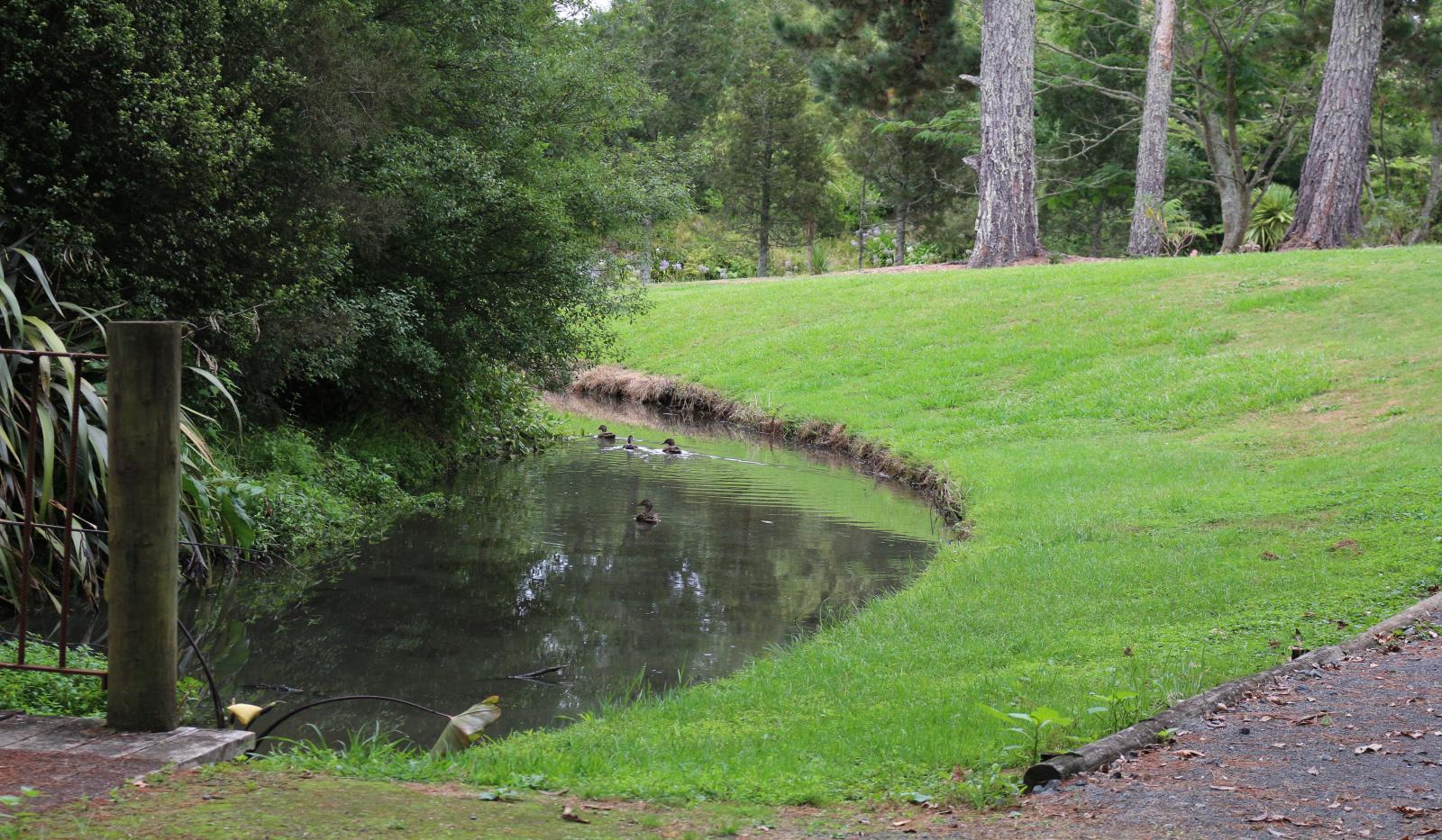 Duck in the lake