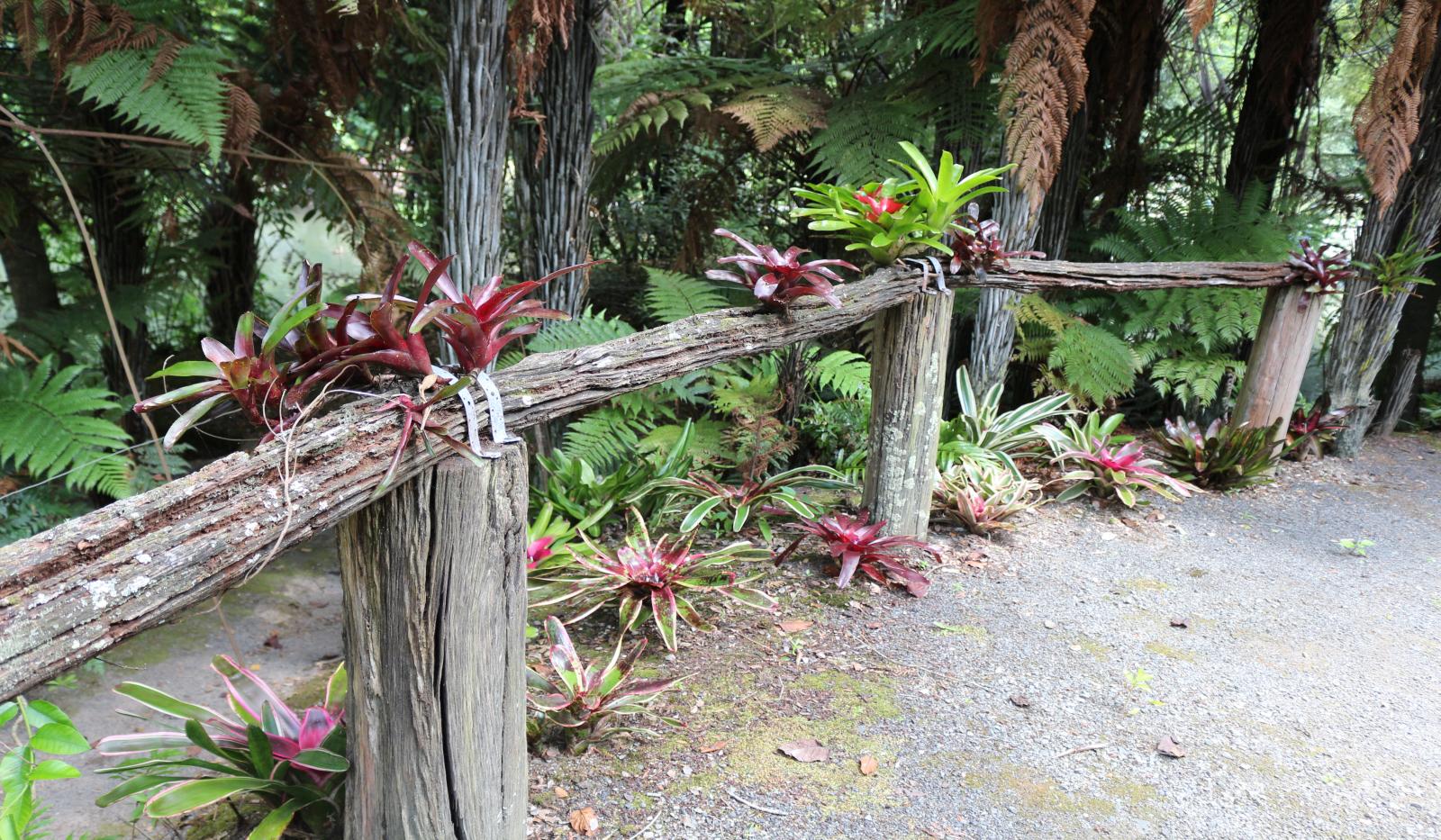 Bromeliads Garden